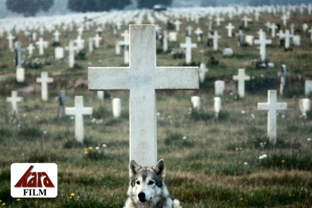 Friedhof mit tausenden weißen Kreuzen